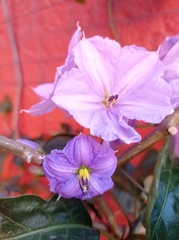 Solanum laxum