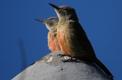 Geocolaptes olivaceus