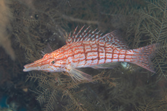 Oxycirrhites typus
