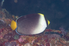 Chaetodontoplus mesoleucus
