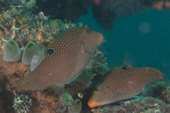 Canthigaster papua