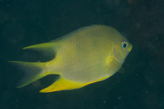 Amblyglyphidodon aureus