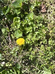 Taraxacum officinale