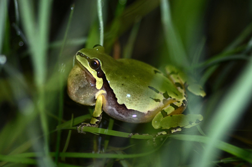 Arizona Tree Frog