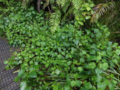 Procecidochares utilis