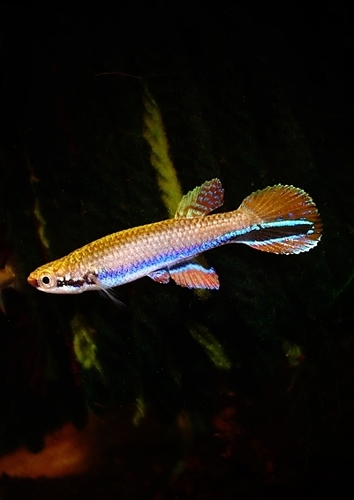 blue-striped rivulus