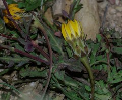 Reichardia tingitana