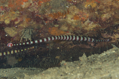 Dunckerocampus dactyliophorus