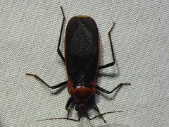 Rhiginia cinctiventris