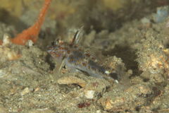 Fusigobius inframaculatus