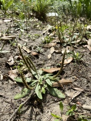 Plantago