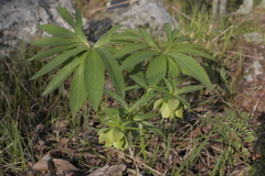 Helleborus multifidus istriacus