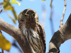 Glaucidium gnoma hoskinsii