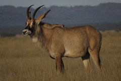 Hippotragus equinus equinus