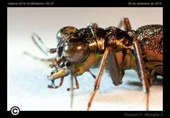 Eucallia