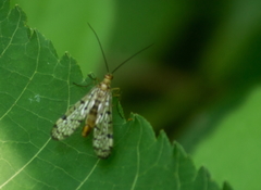 Panorpa sigmoides