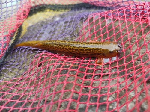 Striped pencil catfish (Trichomycterus striatus) — Trichomycteridae — 4