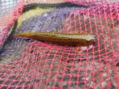 Trichomycterus striatus