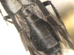 Philonthus politus