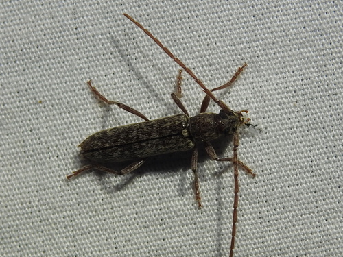 Twig Pruner photo 3