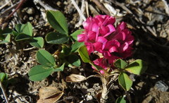 Trifolium burchellianum