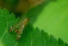 Panorpa sigmoides