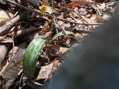 Erythronium americanum
