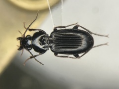 Pterostichus luctuosus