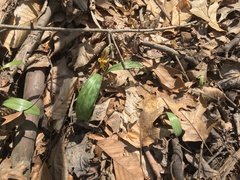 Erythronium americanum