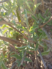 Condea