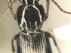 Pterostichus luctuosus