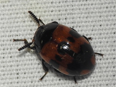 Diaperis nigronotata