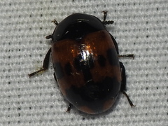 Diaperis nigronotata