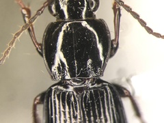 Pterostichus luctuosus