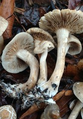 Agrocybe sororia