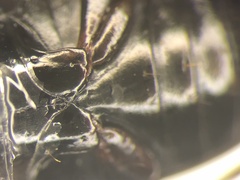 Pterostichus luctuosus