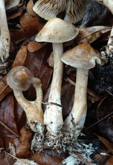 Agrocybe sororia