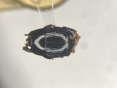 Margarinotus merdarius