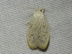 Durrantia piperatella