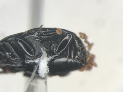 Margarinotus merdarius