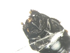 Margarinotus merdarius