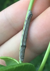 Sympistis chionanthi