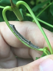 Sympistis chionanthi