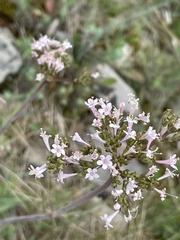 Valeriana tuberosa