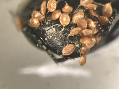 Margarinotus merdarius