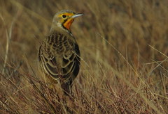 Macronyx capensis colletti