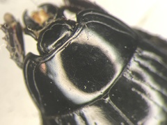 Margarinotus merdarius