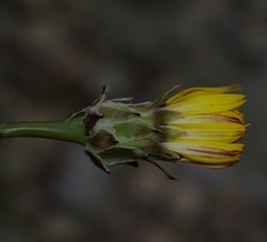 Reichardia tingitana