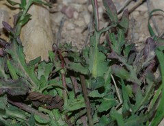 Reichardia tingitana