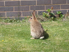 Oryctolagus cuniculus